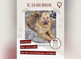 Boncuk sucht ein zu Hause