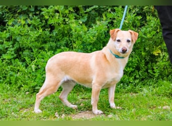 Alva, Mix Dackel / Pinscher, lieb und verträglich