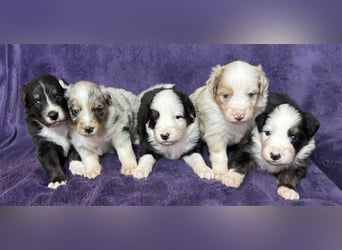 Australian Shepherd Welpen (ASCA)