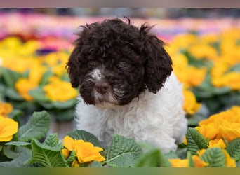 Lagotto Romagnolo Welpen, 6 Welpen suchen ein Zuhause