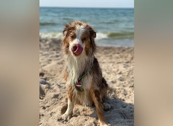 Liebenswerter Familienhund Maex sucht neues Zuhause