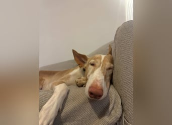 Toby (Spanien) – sanfter Podenco auf der Suche nach einem neuen Anfang