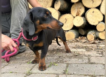 Norman, 1 Jahr, 25cm sucht sein Glück