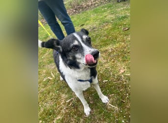 Finn - absoluter Herzenhund
