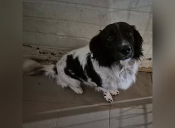 Rüde 117235 sucht sein neues Zuhause