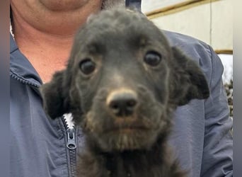Sweet Coco: offenes, junges, verspieltes Hundemädl