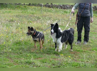 Poncho sucht sein Zuhause für immer