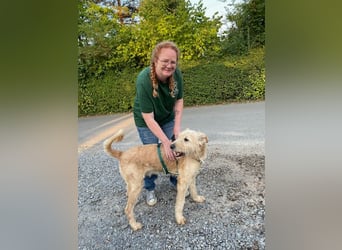 Messi, ein Hund mit viel Potential und einfach nur lieb