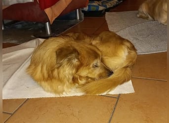 Handicap - Zorro ist blind und liebt Menschen sehr