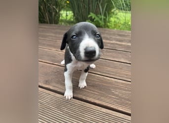 Whippet-Welpen – B-Wurf (VDH/WCD) – Liebevoll & Familiär aufgezogen