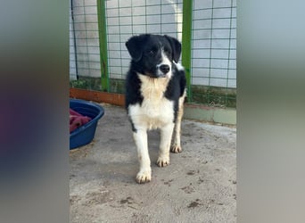Brandy, 22.09.2024 geboren sucht sein Plätzchen