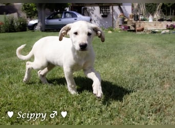 Strolchi und Scippy suchen  noch ein Zuhause