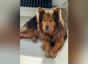 Sanfter Hundejunge Mishka in 72813 St. Johann sucht liebevolles Zuhause
