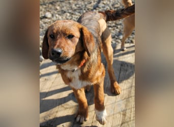 Spielen und Kuscheln - dafür ist Zuckerbub DARIO immer zu haben
