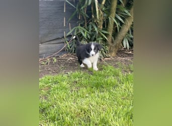 Diese süßen Australian Shepherd Fellnasen