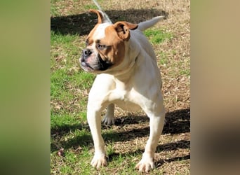 Nereida - Hübsche Bulldoggen-Dame sucht Sportpartner