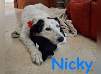 Nicky 01/2019 (ESP Pflegestelle) - braver, ausgeglichener und unglaublich lieber Bodeguero-Mix!