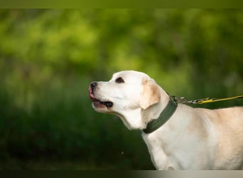 Labrador Bern sucht ein Zuhause