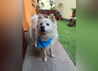 Mishka SR – sanfter Schneebär sucht ruhiges Zuhause