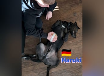 Haruki, 11/18 - VERMITTLUNGSHILFE, sucht DRINGEND