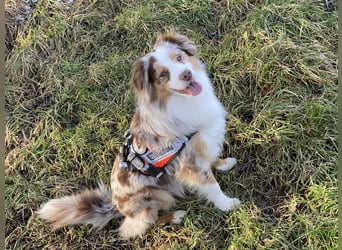 Liebenswerte Familienhunde Maex & Maya suchen ein neues Zuhause