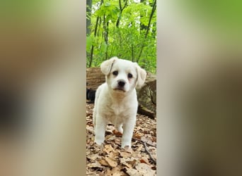 Labrador-Mischlingswelpe sucht liebevolles Zuhause
