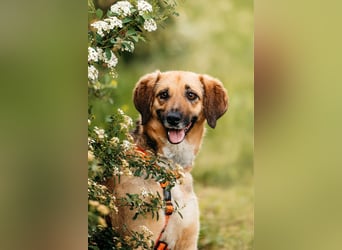 Menschenbezogene Lilo sucht ihre Familie