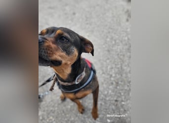 Fido SI – Ein aktiver Hund auf der Suche nach einem erfahrenen Zuhause