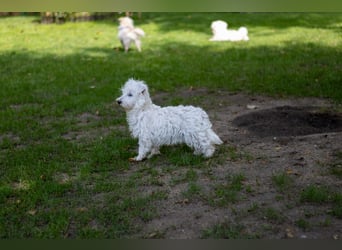 Bess, fröhlicher Westhighland White Terrier Welpe, geb. 2025