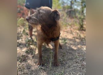 KOKO - ein total goldiges Mädchen sucht ein Zuhause