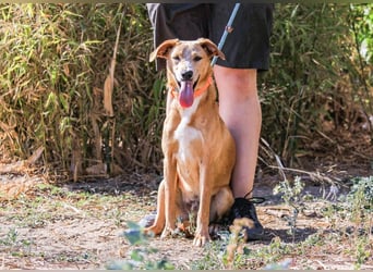 Bonyo, Mix Labrador / Podengo, lieb und sozial