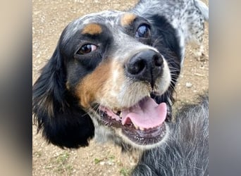 Lola - freundliche, menschenbezogene Setter-Mix-Hündin