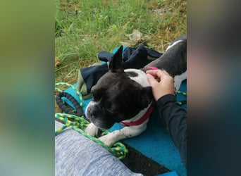 Französische Bulldogge Inge sucht Zuhause oder Pflegestelle