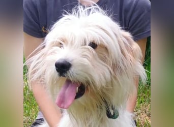Athena 2, Tibet Terrier Mischling