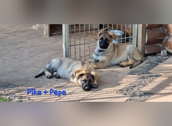 Reinrassige Schäferhund Welpen mit SV Papieren