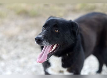 Süßer BALTO wird ein guter Freund