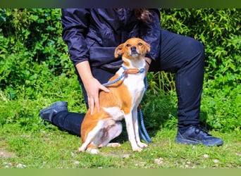 Holly, Mix Chihuahua / Beagle, lieb und verträglich
