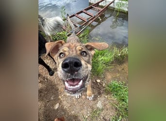 Marta - weiblich, kastriert - Hundepension in Kostenets