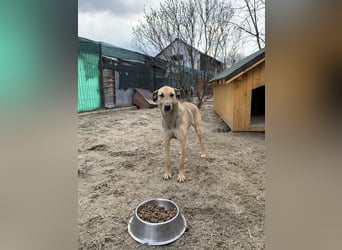 KATHI, Hündin, 6,5 Jahre, 55 cm, Mischling, Tierschutz