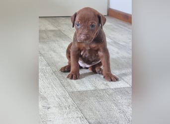 Rhodesian Ridgeback Welpen mit Papieren -Livernose-
