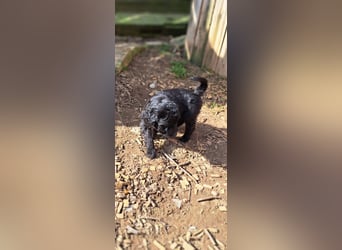 11 putzmuntere Aussiedoodles
