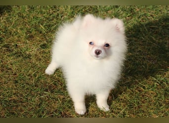 Zwergspitz Pomeranian "Vanilla" Hündin 4 Monate kann ins neue Heim ziehen