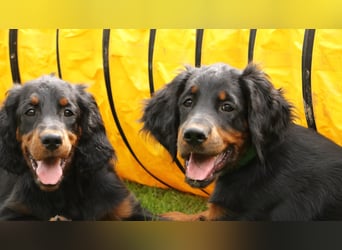 2 liebenswerte Gordon Setter aus Liebhaberzucht suchen Kuschelpartner