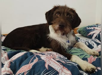 ♥GRETA♥ auf Pflegestelle bei Köln - ganz liebe, unkomplizierte anfangs etwas vorsichtige Hündin 50cm