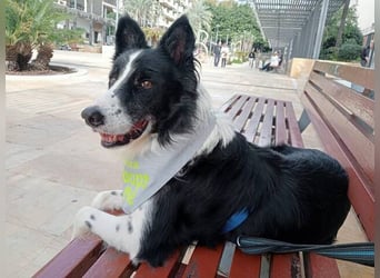 Dacapo (Spanien) – ein sanfter Senior sucht ein liebevolles Zuhause