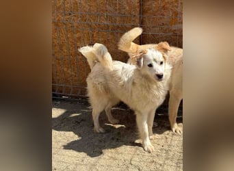 ⭐️SCIP⭐️, Rüde, 11 Monate, 35 cm, Mischling, Tierschutz