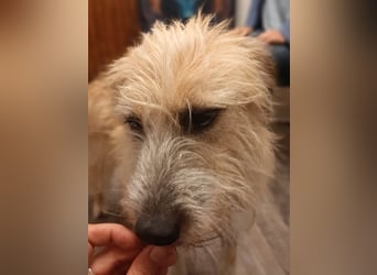 EDDI 3 J., kastr., ist auf der Suche nach seinen Herzensmenschen