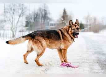 Tolles Zuhause für Muchtar gesucht