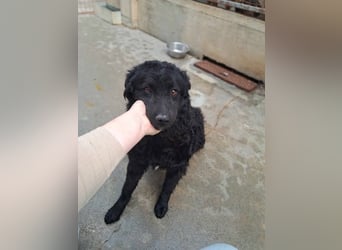 Pauli kroatischer Schäferhund Mischling Rüde sucht Zuhause oder Pflegestelle