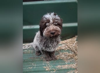 Lagotto Romagnolo Welpen, 4 Hündinnen suchen ein Zuhause